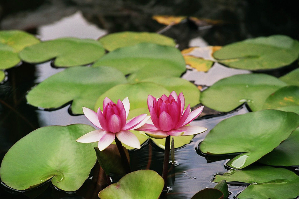 33-magnifique-lotus.jpg